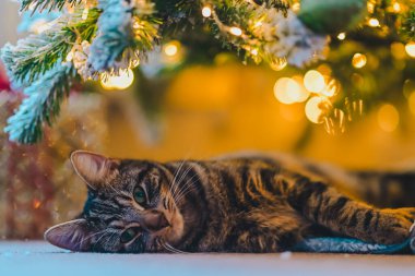 Noel mevsiminin sıcağını beyaz bir halıda huzur içinde uyuyan tekir bir kedinin bu büyüleyici görüntüsüyle bir Noel ağacının parıldayan ışıkları altında yakalayın. Projelerinizde tatil rahatlığı ve neşe uyandırmak için mükemmel.!