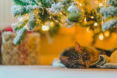 Noel mevsiminin sıcağını beyaz bir halıda huzur içinde uyuyan tekir bir kedinin bu büyüleyici görüntüsüyle bir Noel ağacının parıldayan ışıkları altında yakalayın. Projelerinizde tatil rahatlığı ve neşe uyandırmak için mükemmel.!