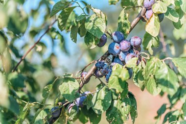 Erik bahçesindeki olgun mor eriklerin seçici odak noktası hasat, tarım veya tarım endüstrisi geçmişi için idealdir.. 