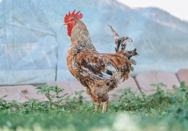 Horoz arka bahçede doğal ortamında resmedilmiş..