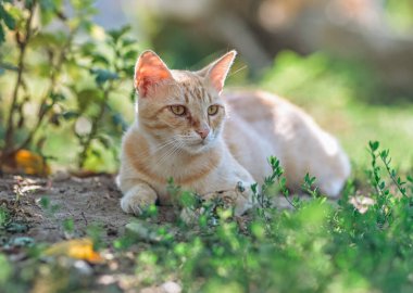 Kızıl kedi yerde yatar ve doğal ortamını korur..