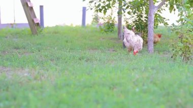 Tavuklar arka bahçede doğal ortamında yakalanmış..