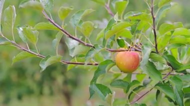 Yaz yağmurundan sonra elma dalından sarkan elmanın seçmeli odak videosu. Elma ve yaprakların üzerinde su var..