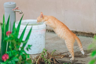 Turuncu Tekir Kedi Beyaz Kova 'dan İçme Suyu