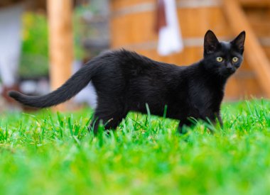 Dışarıdaki Yeşil Çimlerin Üzerinde Duran Kara Kedi