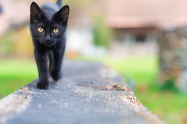 Odaklanmış Bakış ve Bulanık Sırtlı Kara Kedi Açık Hava Gezintisi