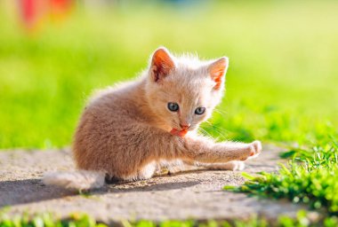Tatlı krem renkli kedi yavrusu güneşli bir yaz gününde yuvarlanıyor ve tımar ediliyor..