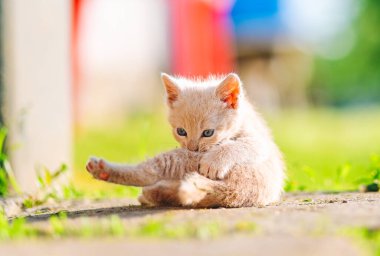 Tatlı krem renkli kedi yavrusu güneşli bir yaz gününde yuvarlanıyor ve tımar ediliyor..