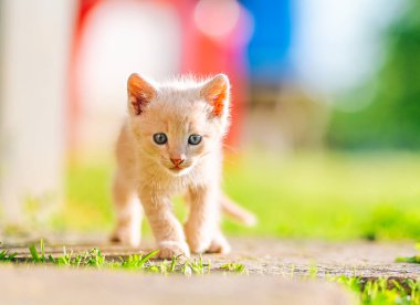 Mavi gözlü, krem rengi meraklı bir kedi yavrusu yumuşak arka plan renkleri ve sıcak doğal ışıkla çerçevelenmiş kameraya doğru yürüyor. Hayvan yaşam tarzı, çocukluk nostaljisi ve marka kampanyaları için mükemmel..