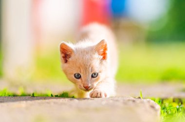 Mavi gözlü, krem rengi meraklı bir kedi yavrusu yumuşak arka plan renkleri ve sıcak doğal ışıkla çerçevelenmiş kameraya doğru yürüyor. Hayvan yaşam tarzı, çocukluk nostaljisi ve marka kampanyaları için mükemmel..