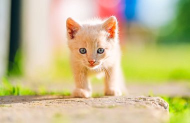 Mavi gözlü, krem rengi meraklı bir kedi yavrusu yumuşak arka plan renkleri ve sıcak doğal ışıkla çerçevelenmiş kameraya doğru yürüyor. Hayvan yaşam tarzı, çocukluk nostaljisi ve marka kampanyaları için mükemmel..