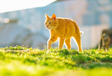 Kendinden emin bir kızıl kedi, canlı yeşil çimenler ve sıcak tonlarla çevrili güneşli bir bahçede zarifçe yürüyor. Hayvan yaşam tarzı, doğa ve huzur içeriği için mükemmel..