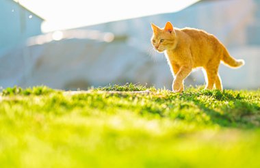 Kendinden emin bir kızıl kedi, canlı yeşil çimenler ve sıcak tonlarla çevrili güneşli bir bahçede zarifçe yürüyor. Hayvan yaşam tarzı, doğa ve huzur içeriği için mükemmel..