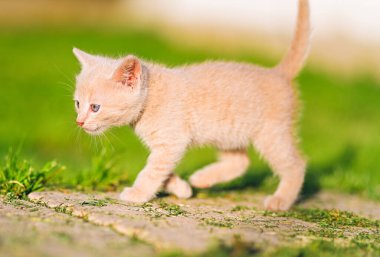 Mavi gözlü krem renkli bir kedi yavrusu güneşli bir yolda yürüyor ve etrafını güvenle keşfediyor. Evcil hayvan yaşam tarzı, doğa ve oyuncu içerik için ideal.