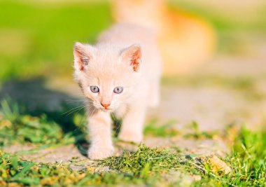 Mavi gözlü krem renkli bir kedi yavrusu güneşli bir yolda yürüyor ve etrafını güvenle keşfediyor. Evcil hayvan yaşam tarzı, doğa ve oyuncu içerik için ideal.
