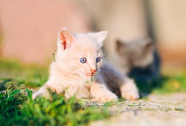 Yumuşak kremalı bir kedi yavrusu, ağzında şakacı bir filizle çimlerin üzerinde uzanıyor. Parlak, doğal bir an. Hayvan bakımı, açık hava yaşamı ve yaşam tarzı markalaşması için ideal..