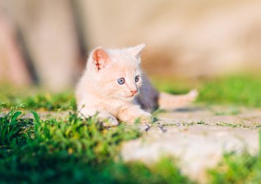 Yumuşak kremalı bir kedi yavrusu, ağzında şakacı bir filizle çimlerin üzerinde uzanıyor. Parlak, doğal bir an. Hayvan bakımı, açık hava yaşamı ve yaşam tarzı markalaşması için ideal..