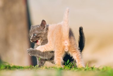 Kremalı kedi yavrusu, canlı bir oyun anında gri bir kardeşle savaşır. Enerji, eğlence ve hayvan davranışları içeren içerik için harika.