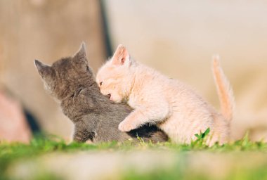 Kremalı kedi yavrusu, canlı bir oyun anında gri bir kardeşle savaşır. Enerji, eğlence ve hayvan davranışları içeren içerik için harika.