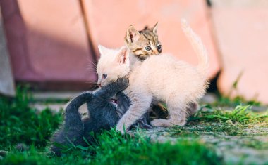 Kremalı kedi yavrusu, canlı bir oyun anında gri bir kardeşle savaşır. Enerji, eğlence ve hayvan davranışları içeren içerik için harika.