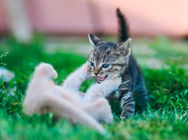 Tekir bir kedi yavrusu, canlı bir oyun anında krema kardeşiyle kavga eder. Enerji, eğlence ve hayvan davranışları içeren içerik için harika.