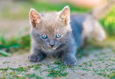 Parlak mavi gözlü tüylü gri bir kedi yavrusu güneşli bir yolda uzanıyor, odaklanmış ve tetikte. Evcil hayvan kampanyaları, bloglar ve sevimli yaşam tarzı içeriği için ideal.