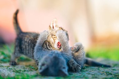 Güneşli bir bahçe yolunda iki kedi yavrusu şakacı bir dövüşte güreşiyor. Evcil hayvan markaları ve yaşam tarzı yaratıcıları için mükemmel bir eğlence ve masumiyet anı..