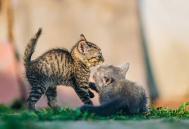 Gün ışığında yakalanan iki kedi yavrusu arasında tatlı ve hayat dolu bir an. Ayakta duran bir tekir kedi yavrusu çimlerin üzerinde uzanmış gri bir kedi yavrusuna doğru nazikçe uzanır, neşeli etkileşimler ve erken kedi iletişimi sergiler. Sığ alan derinliği, savaş