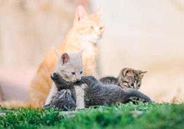 Zencefilli anne kedileri arka planda onları izlerken, bir grup kedi yavrusu çimlerde kapışıyor. Krema, gri ve tekir kediler canlı etkileşime girerken anne kedi tetikte ve sakin kalır. Bu iç açıcı sahne, doldur