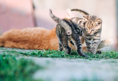 Kızıl bir anne kedinin çimenli bir arazide kediciklerini beslediği yürek ısıtan bir sahne. Bir kedi yavrusu seyirciye doğru yürürken, diğeri şakacı bir şekilde sırt üstü uzanarak hayat ve gerçeklik dolu bir an yaratıyor. Sığ Fi derinliği ile yakalanır