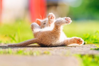 Tatlı krem renkli kedi yavrusu güneşli bir yaz gününde yuvarlanıyor ve tımar ediliyor..