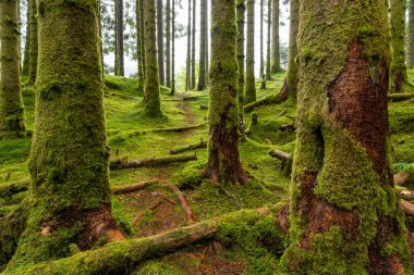 Balıkçı Köyündeki Kırmızı Kulübenin Kış Manzarası