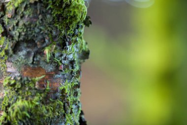 a close up of a tree trunk with moss