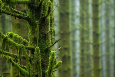 Bulanık bir geçmişi olan ormandaki yosun ağacı.