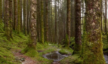 İçinden dere akan bir orman.