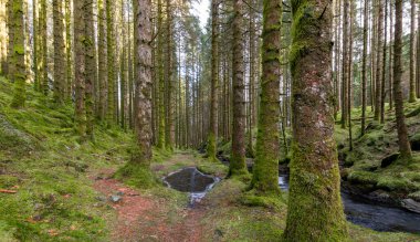 İçinden dere akan bir orman.