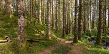 Ormanda, içinden dere akan bir patika.