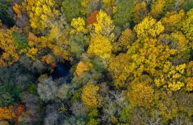 İçinden nehir akan bir orman.