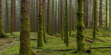 Yosun ağaçlı ve birkaç dallı bir orman.