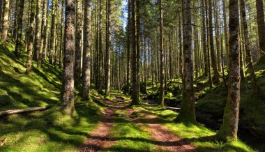 Ormanda bir patika, içinden akarsu akan.