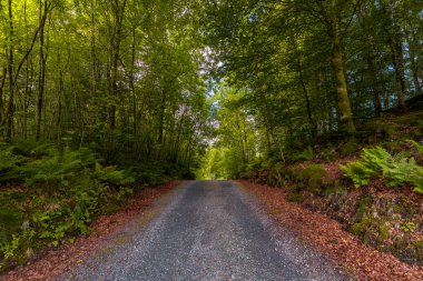Ağaçlarla dolu ormanda bir yol.