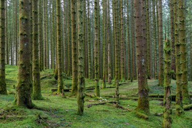 Yosun ağaçlı ve banklı bir orman.