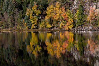 Arka planda bir sürü ağaç olan bir göl.