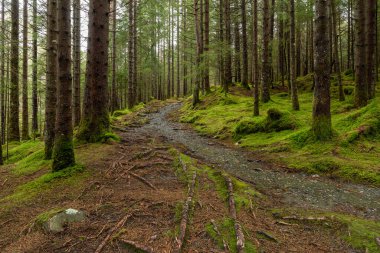 Ormanda bir patika ve ortasında bir kaya.