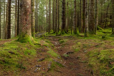 Yerde yosunların büyüdüğü ormanda bir patika.