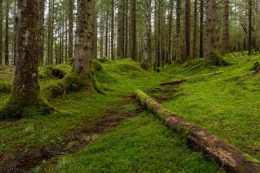 Ortada devrilmiş bir ağaç olan bir orman.