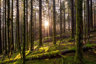 Ağaçların arasında parlayan güneşli bir orman.