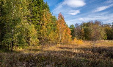 Ağaçlar, çimenler ve mavi gökyüzü olan bir tarla.