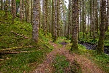 Ormanda bir patika, içinden akarsu akan.