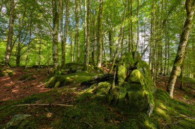 Ormanda yosun kaplı bir ağaç kütüğü.